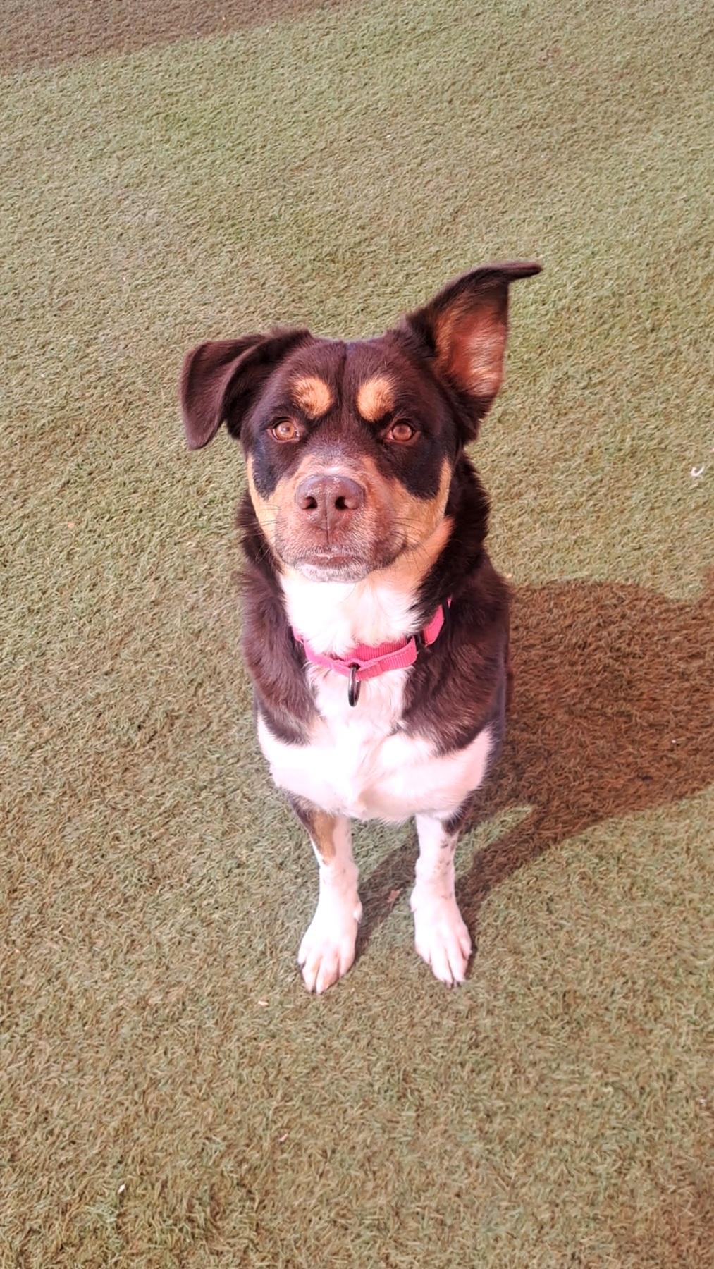 Enlarge Sienna, a ADOPTABLE mixed breed in Glendale, AZ image 2/4