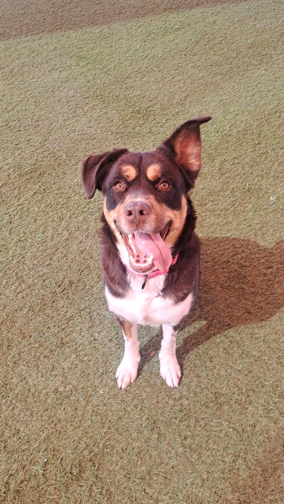 Enlarge Sienna, a ADOPTABLE mixed breed in Glendale, AZ image 4/4