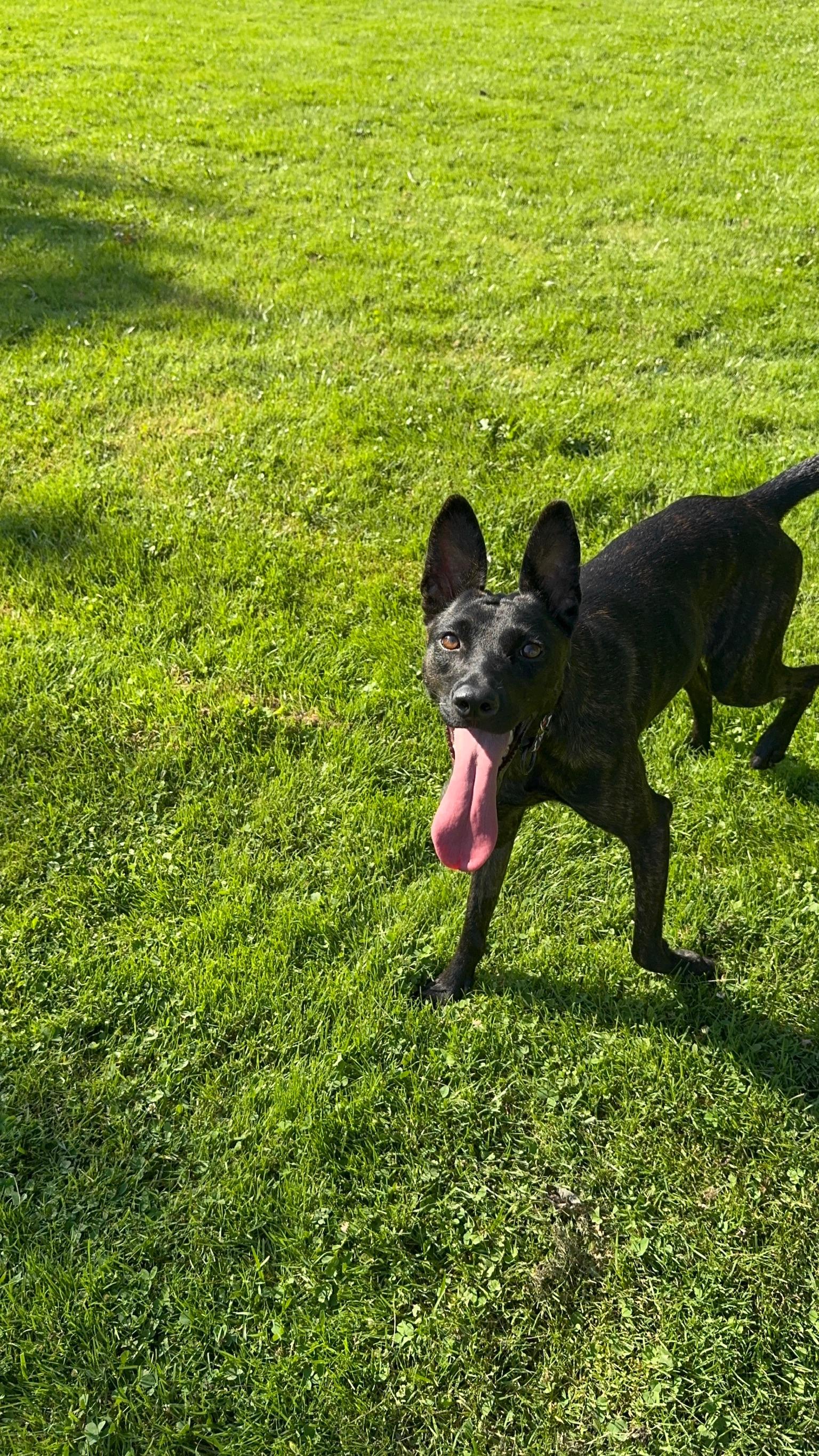 Enlarge Almendra, a Adopted mixed breed in Hilton, NY image 3/6