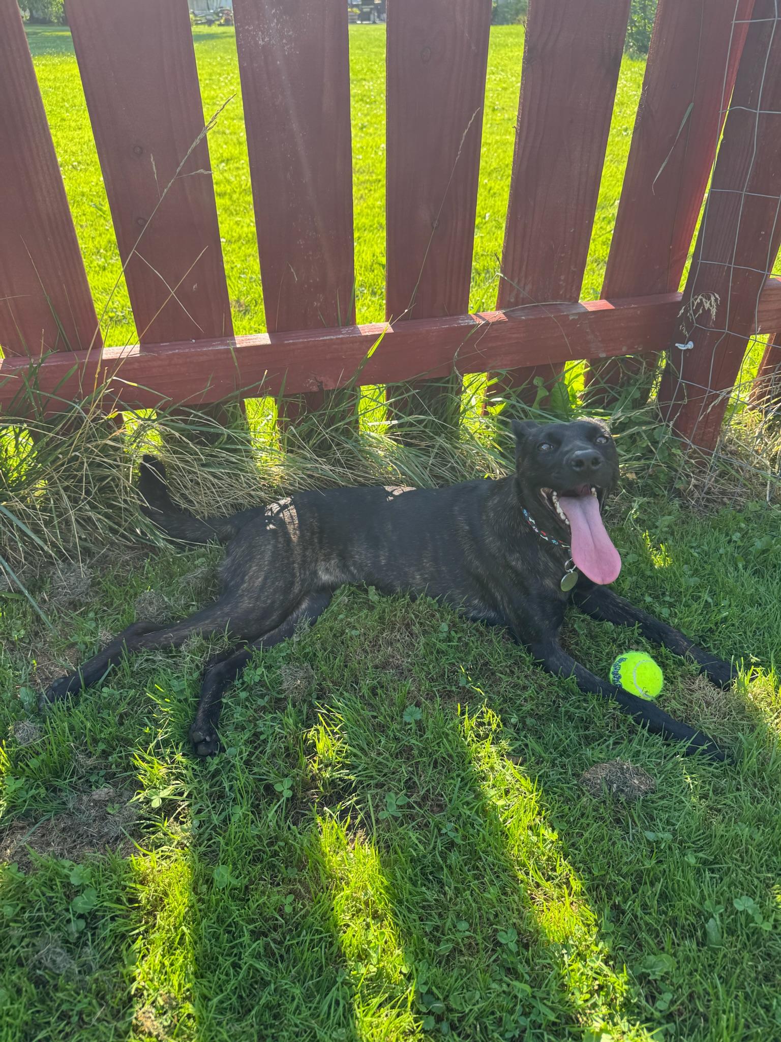Enlarge Almendra, a Adopted mixed breed in Hilton, NY image 4/6