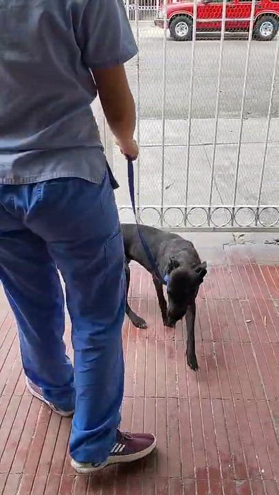 Enlarge Almendra, a Adopted mixed breed in Hilton, NY video 6/6