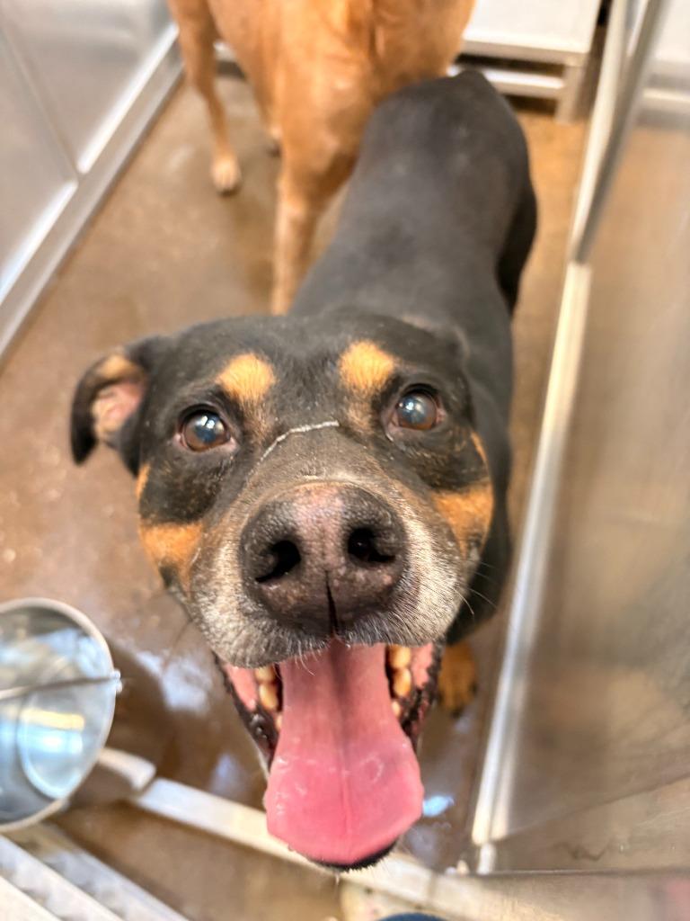 Enlarge Dog Kennel #1 Dexter, a Adoptable mixed breed in Greenville, TX image 1/3