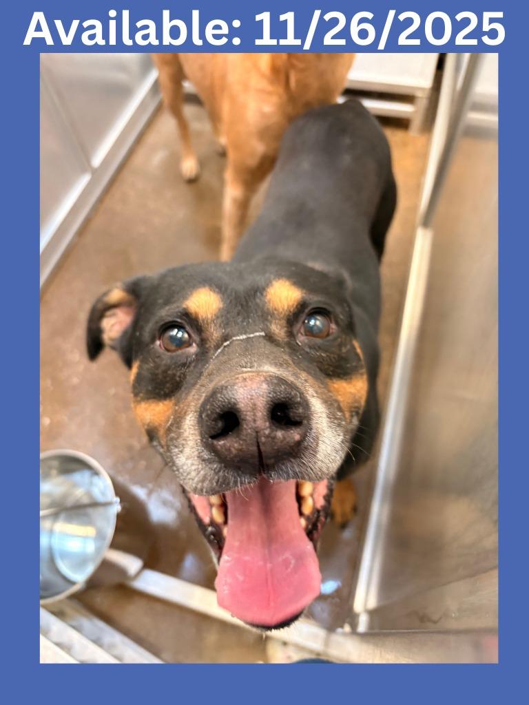 Enlarge Dog Kennel #1 Dexter, a Adoptable mixed breed in Greenville, TX image 1/3