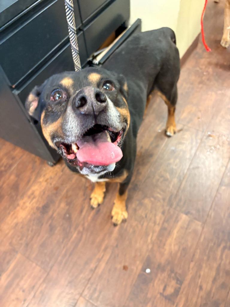 Enlarge Dog Kennel #1 Dexter, a Adoptable mixed breed in Greenville, TX image 3/3