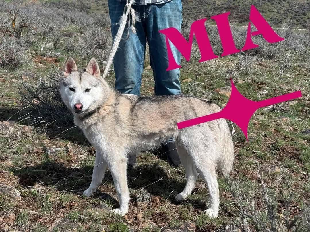 Enlarge Mia, a Adoptable Husky in Deer Park, WA image 1/1