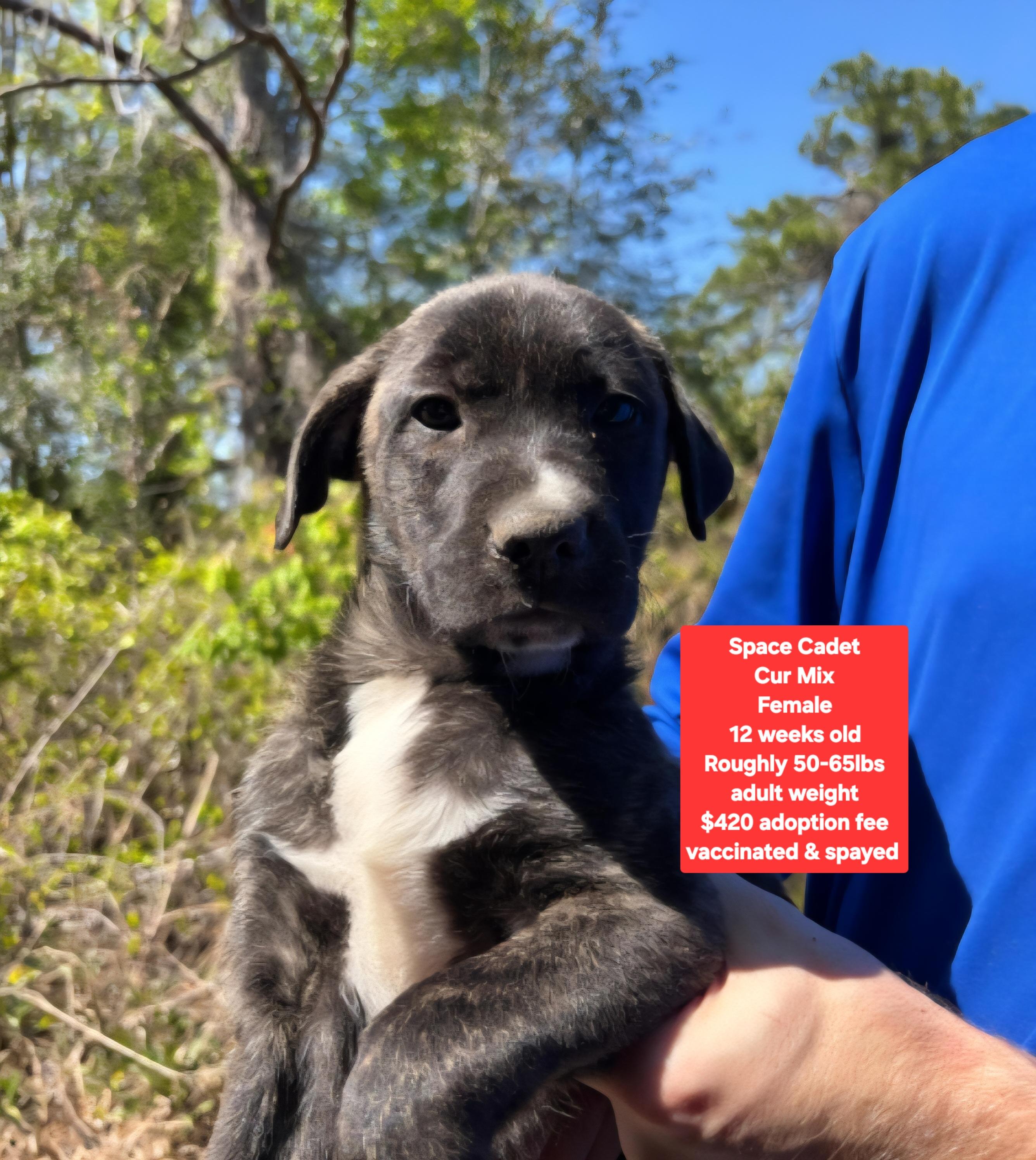 Enlarge Space Cadet, a ADOPTABLE mixed breed in Oviedo, FL image 1/1