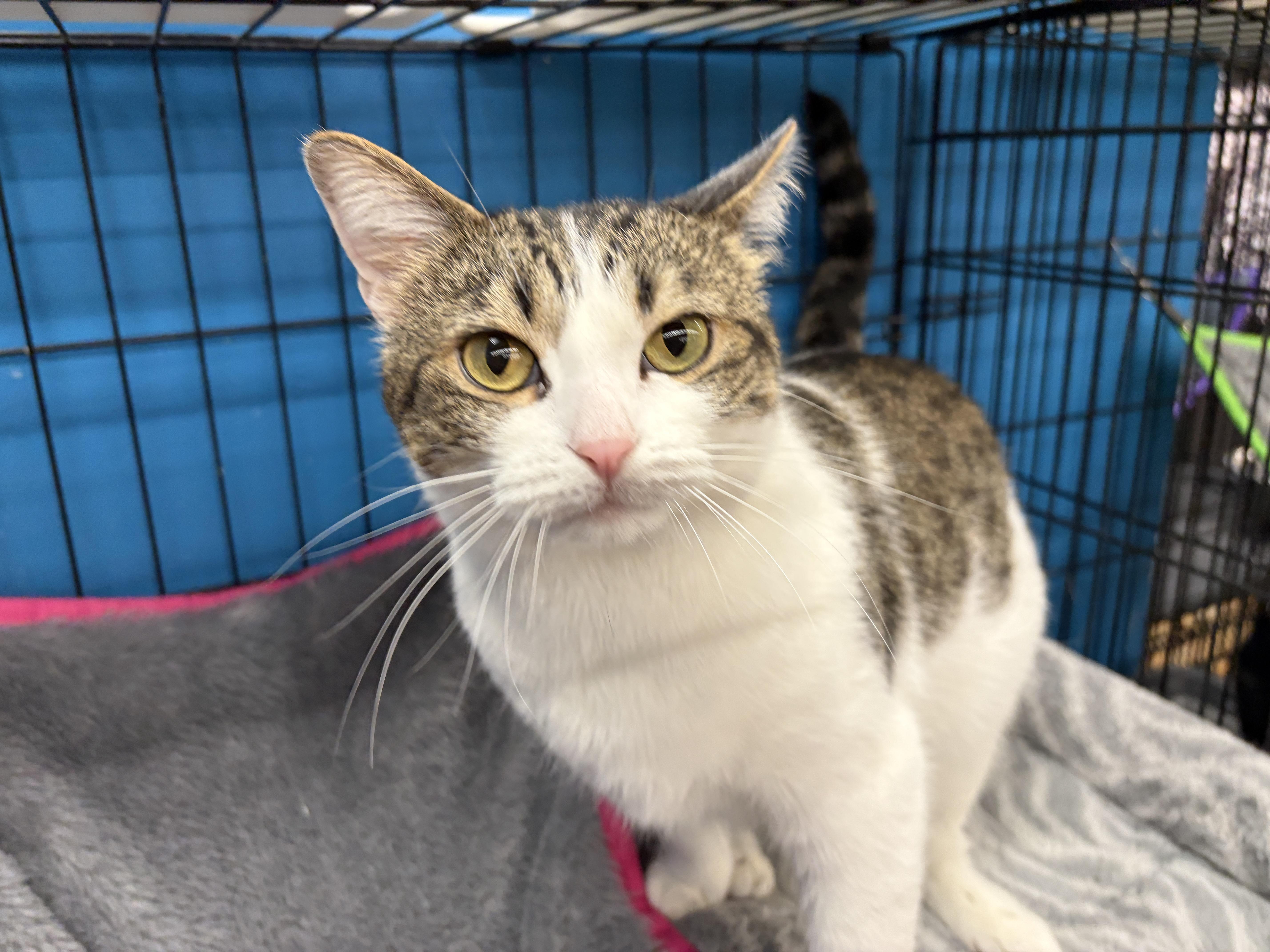 Alley, adopted, Adult Female Domestic Short Hair.