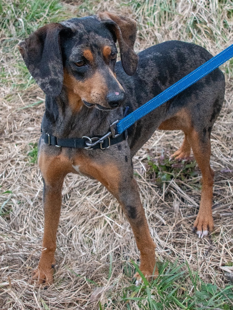 Daisy, a Adoptable mixed breed in Midlothian, VA image 1/3