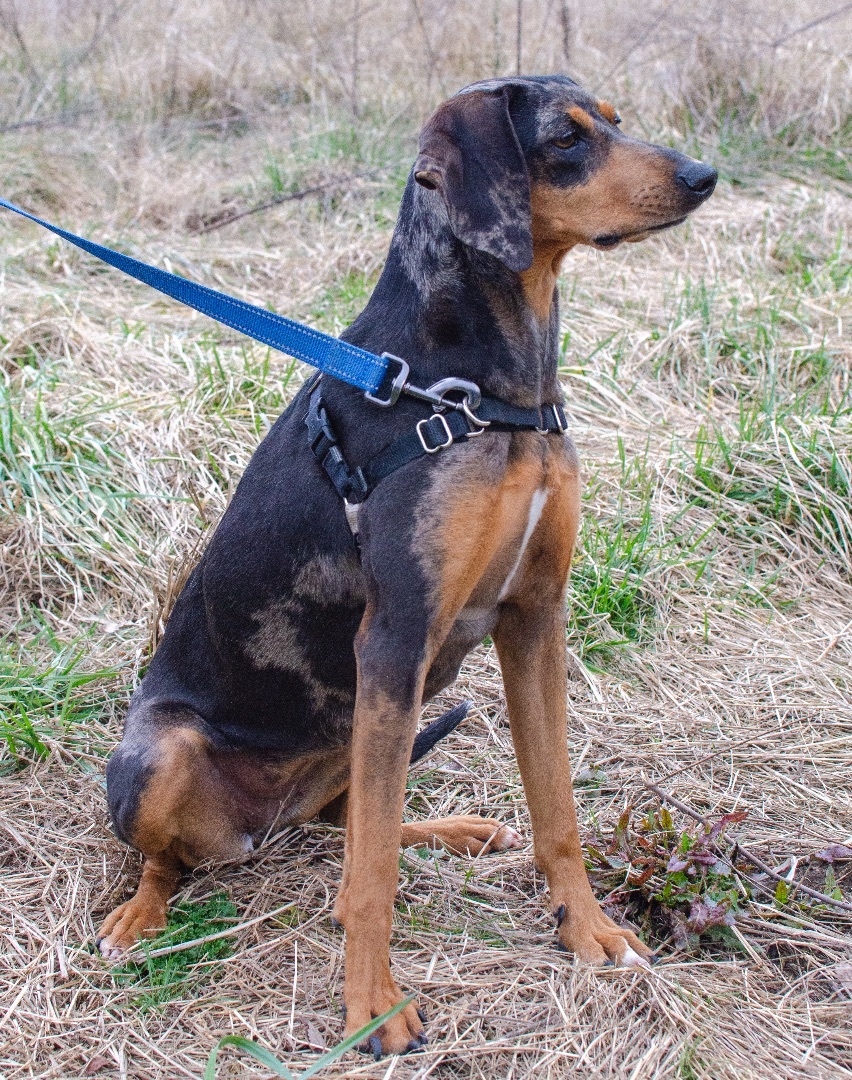 Daisy, a Adoptable mixed breed in Midlothian, VA image 2/3