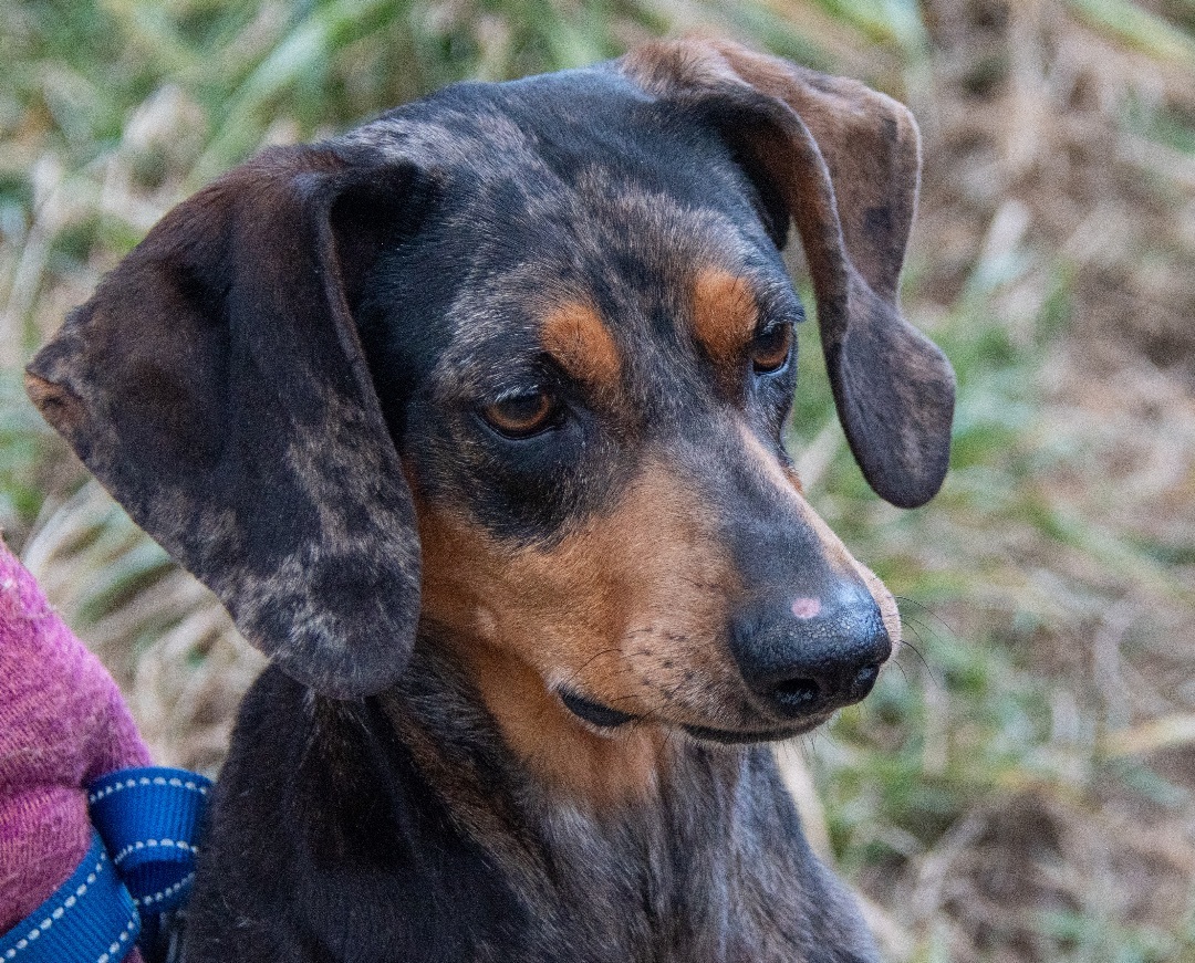 Daisy, a Adoptable mixed breed in Midlothian, VA image 3/3