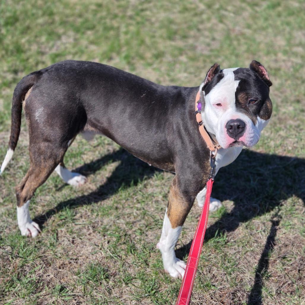 Cabrera, Adoptable, Adult Male Pit Bull Terrier & Mixed Breed.