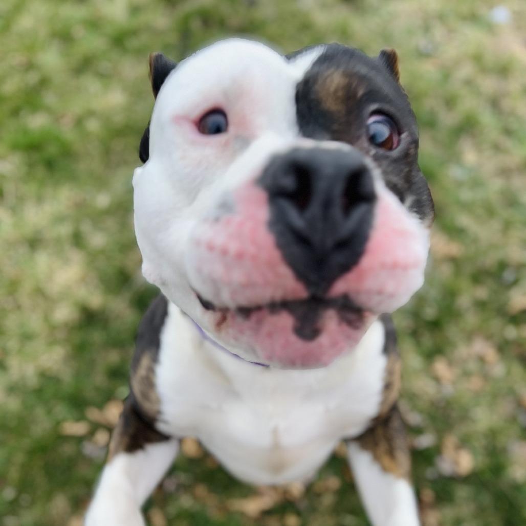 Cabrera, a Adoptable mixed breed in Rock Falls, IL image 2/3