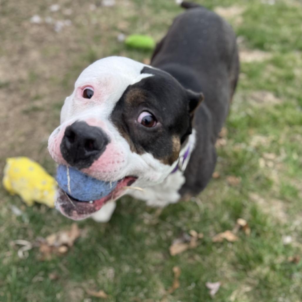 Cabrera, a Adoptable mixed breed in Rock Falls, IL image 3/3