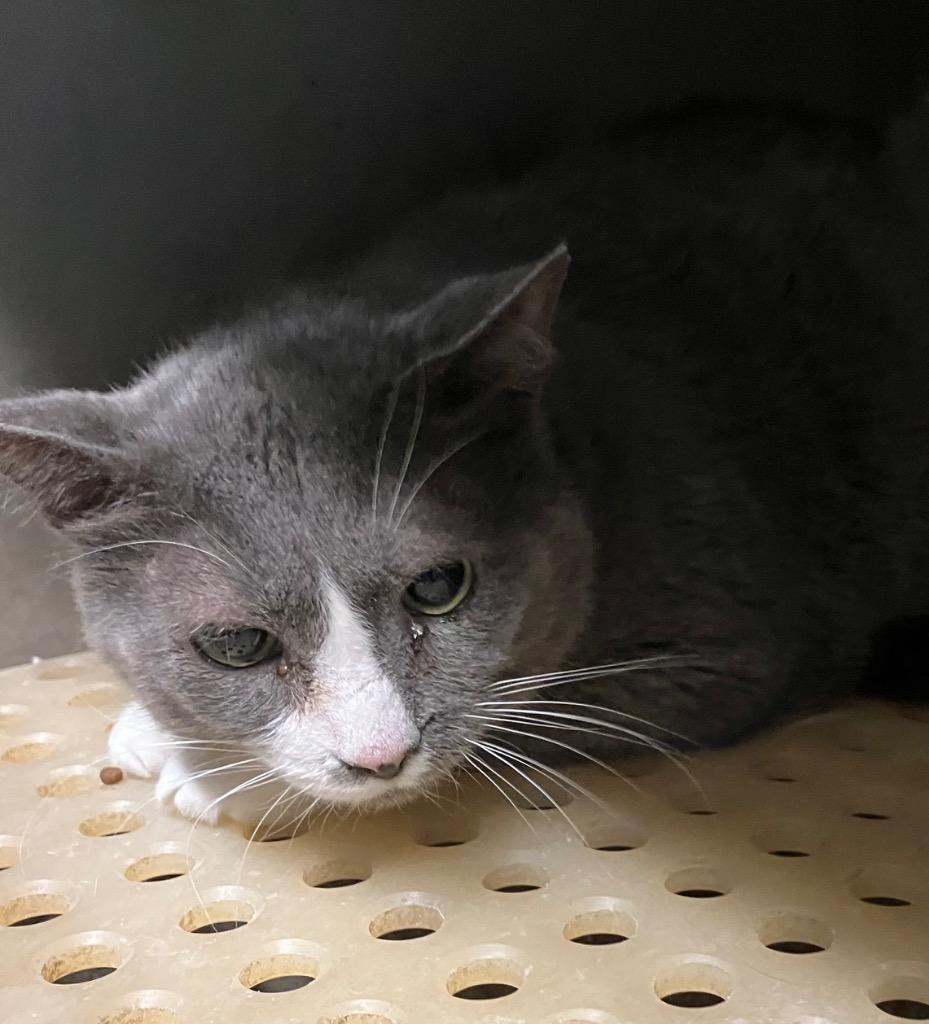 Jasper, Adopted, Senior Male Domestic Short Hair.