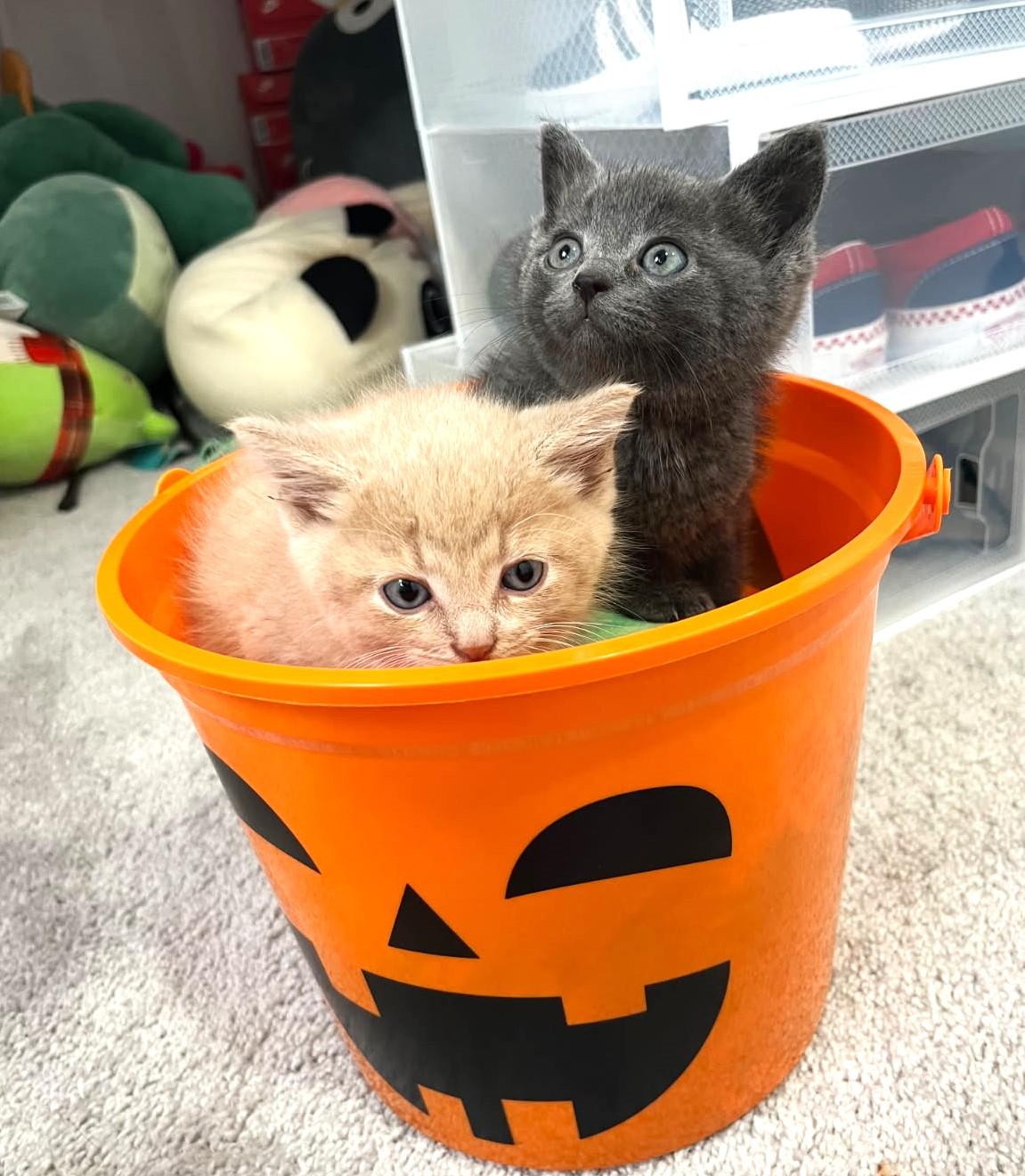 Dahlia        (Bonded to Aster)