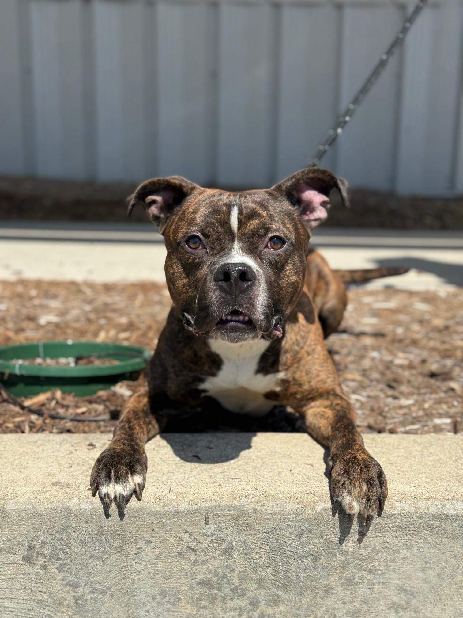 Enlarge Boba Fett, a ADOPTABLE mixed breed in Benton Harbor, MI image 6/6