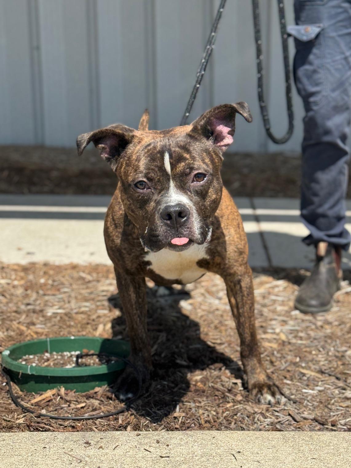 Enlarge Boba Fett, a ADOPTABLE mixed breed in Benton Harbor, MI image 5/6