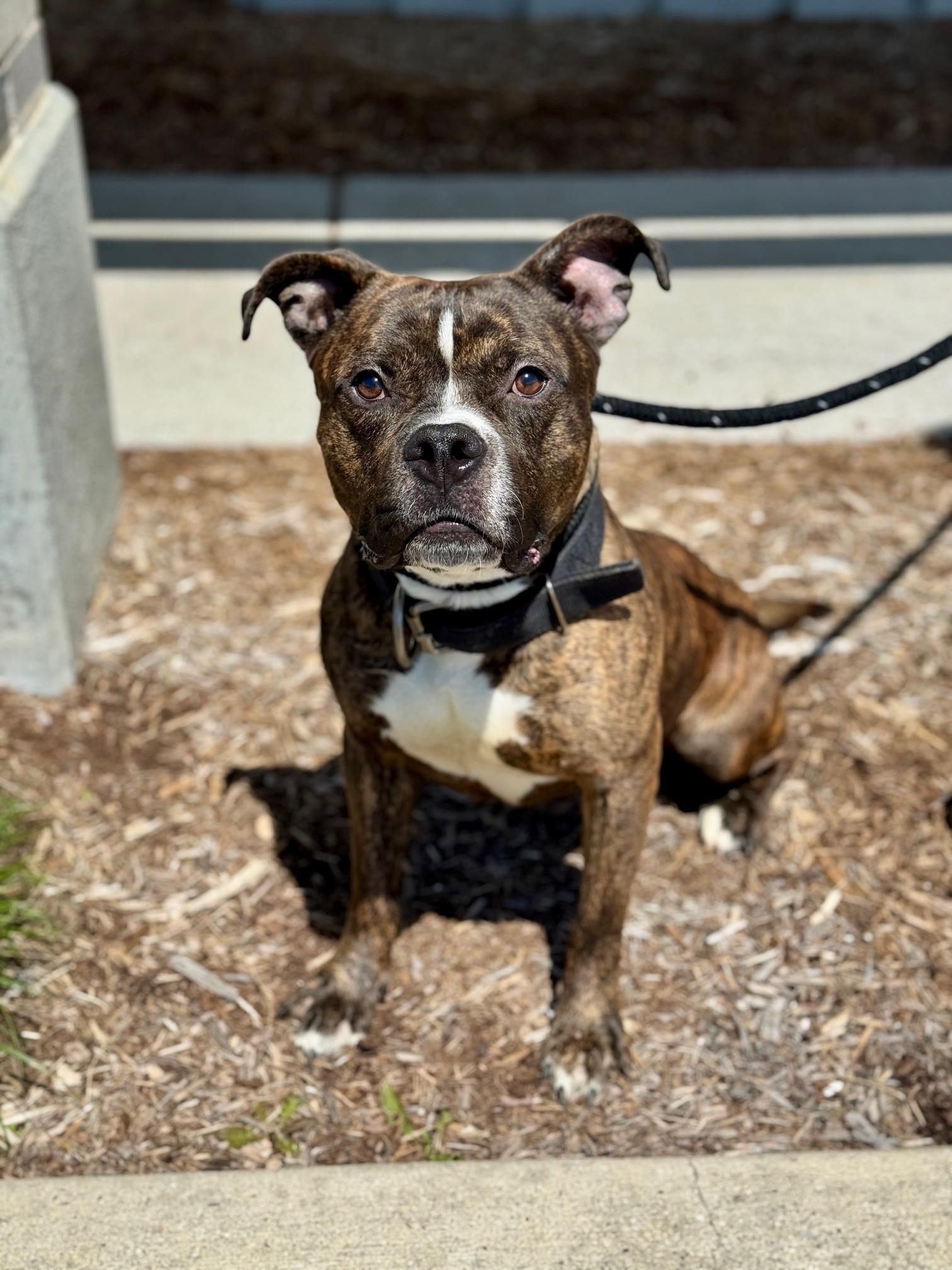 Enlarge Boba Fett, a ADOPTABLE mixed breed in Benton Harbor, MI image 1/6