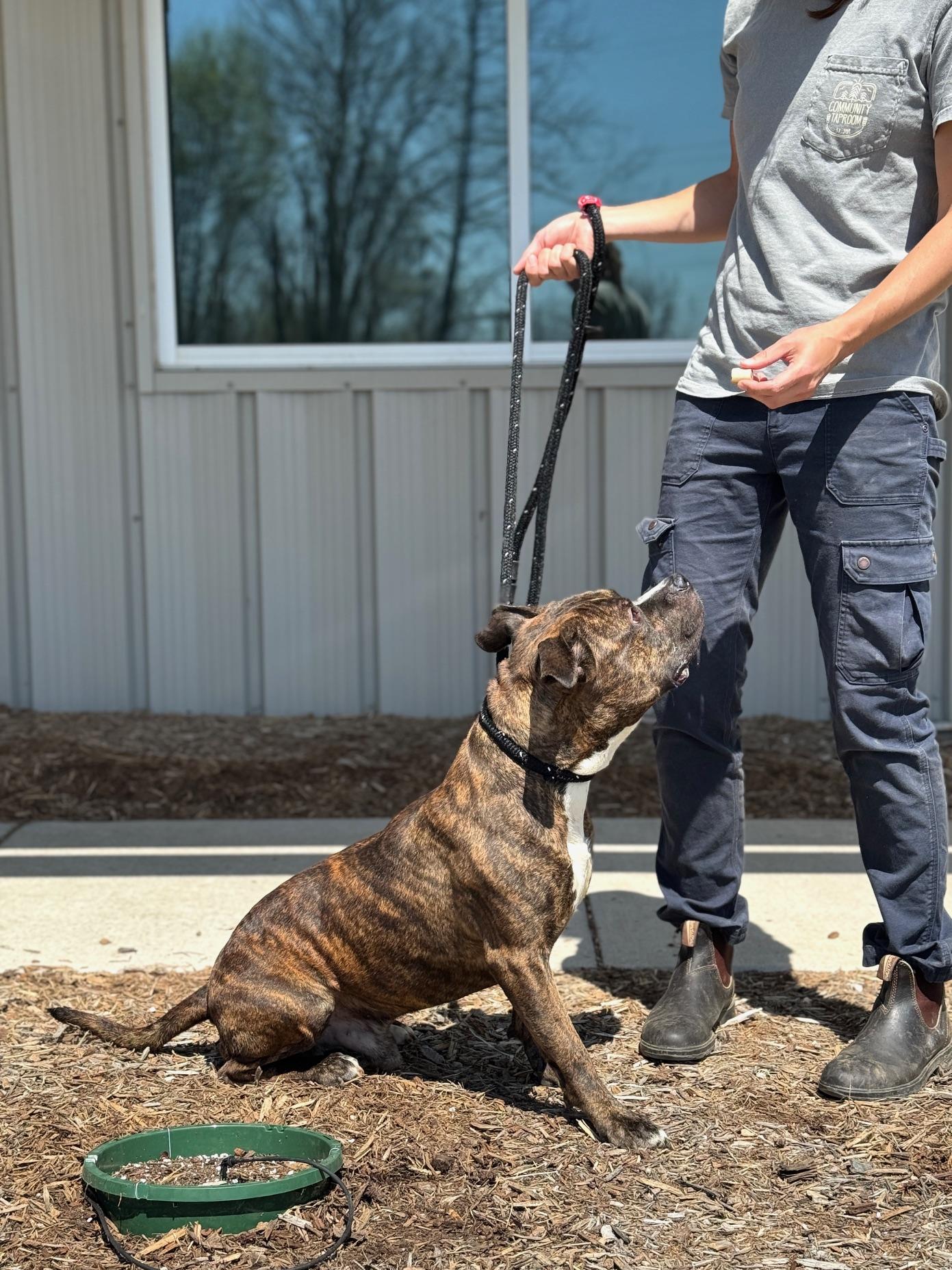 Enlarge Boba Fett, a ADOPTABLE mixed breed in Benton Harbor, MI image 4/6