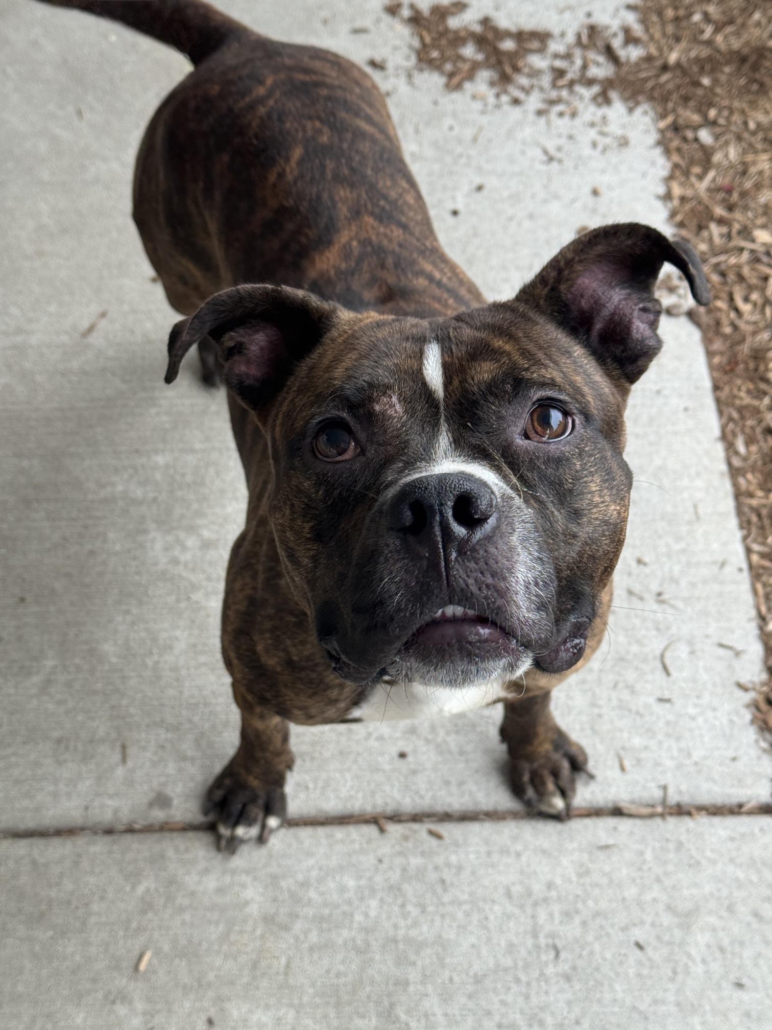 Fanta, a ADOPTABLE mixed breed in Benton Harbor, MI image 2/6
