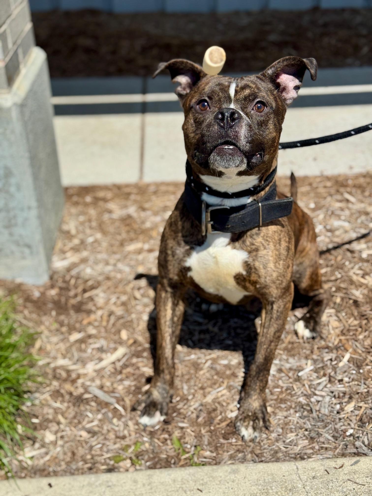 Enlarge Boba Fett, a ADOPTABLE mixed breed in Benton Harbor, MI image 2/6