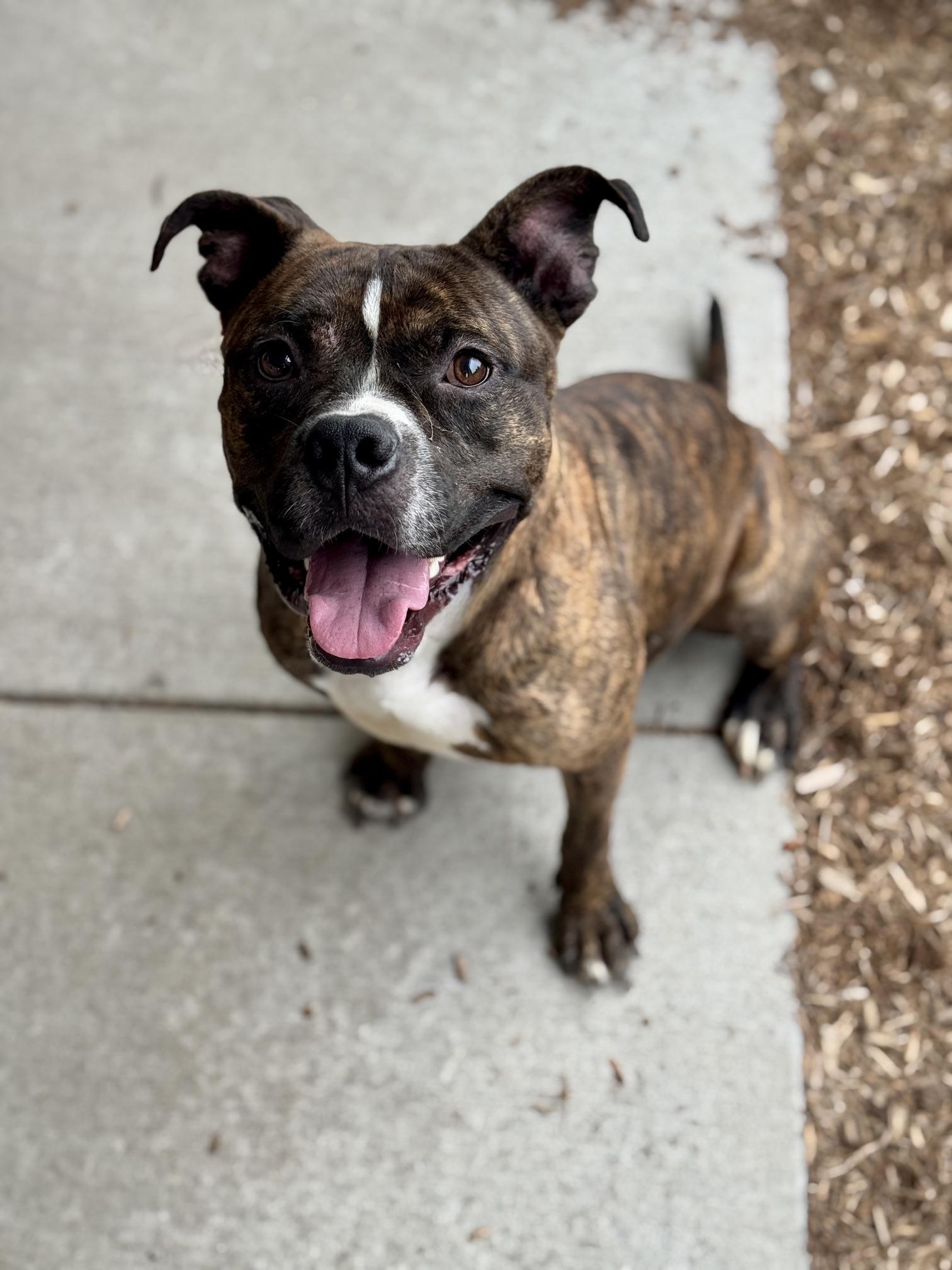 Fanta, a ADOPTABLE mixed breed in Benton Harbor, MI image 1/6