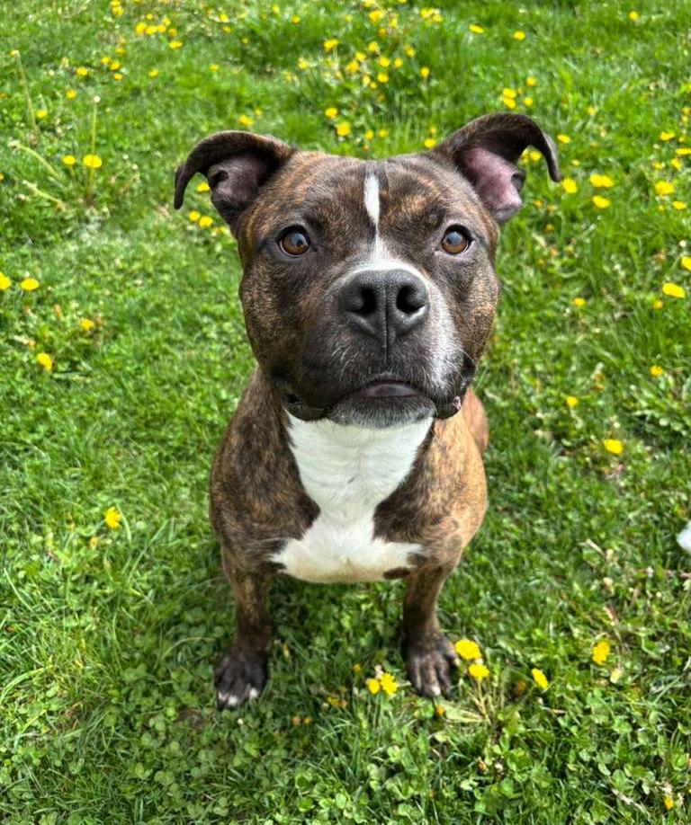 Enlarge Boba Fett, a ADOPTABLE mixed breed in Benton Harbor, MI image 3/6