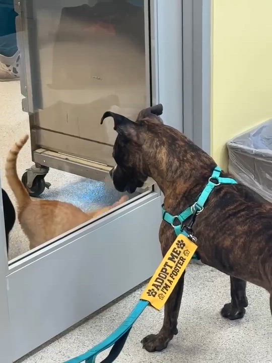 Enlarge Fanta, a ADOPTABLE mixed breed in Benton Harbor, MI video 6/6