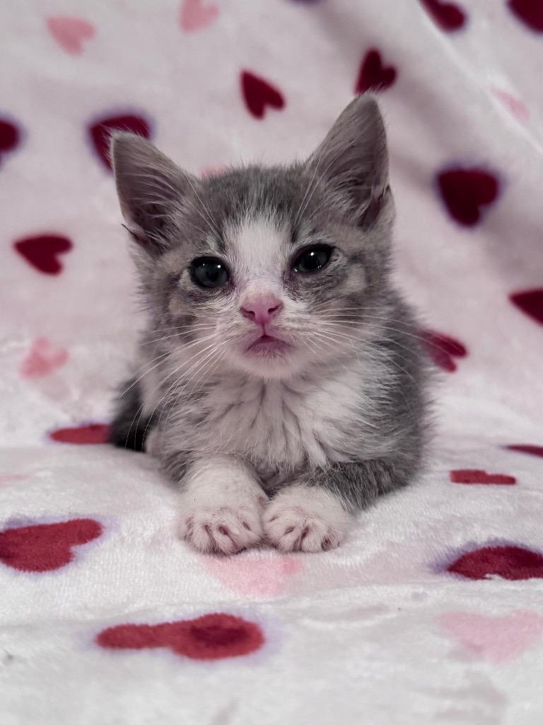 Fritter, a Adoptable mixed breed in Clinton, SC image 3/3