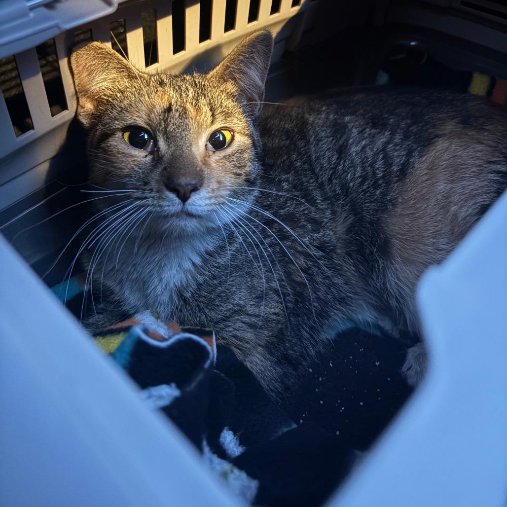 Enlarge Cookie, a Adoptable Domestic Short Hair in Chicago, IL image 1/3