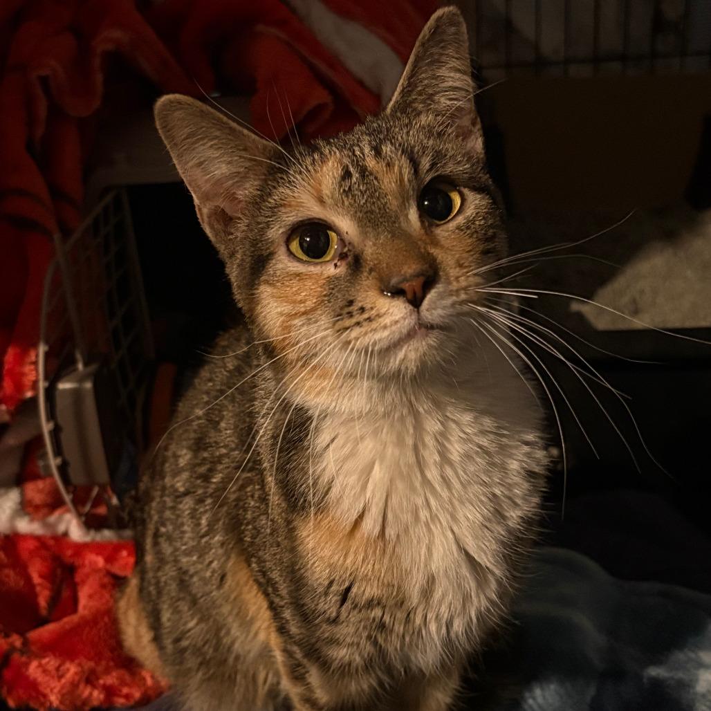 Enlarge Cookie, a Adoptable Domestic Short Hair in Chicago, IL image 2/3