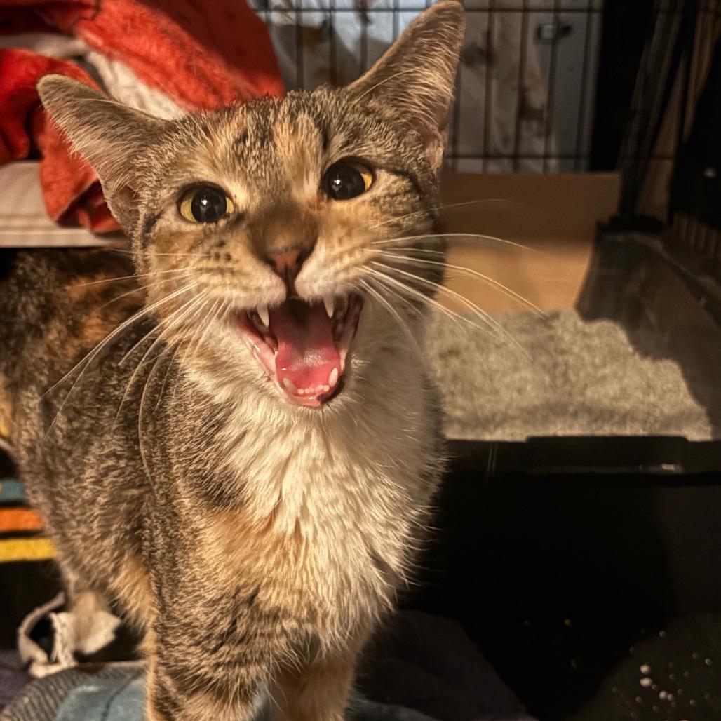 Enlarge Cookie, a Adoptable Domestic Short Hair in Chicago, IL image 3/3