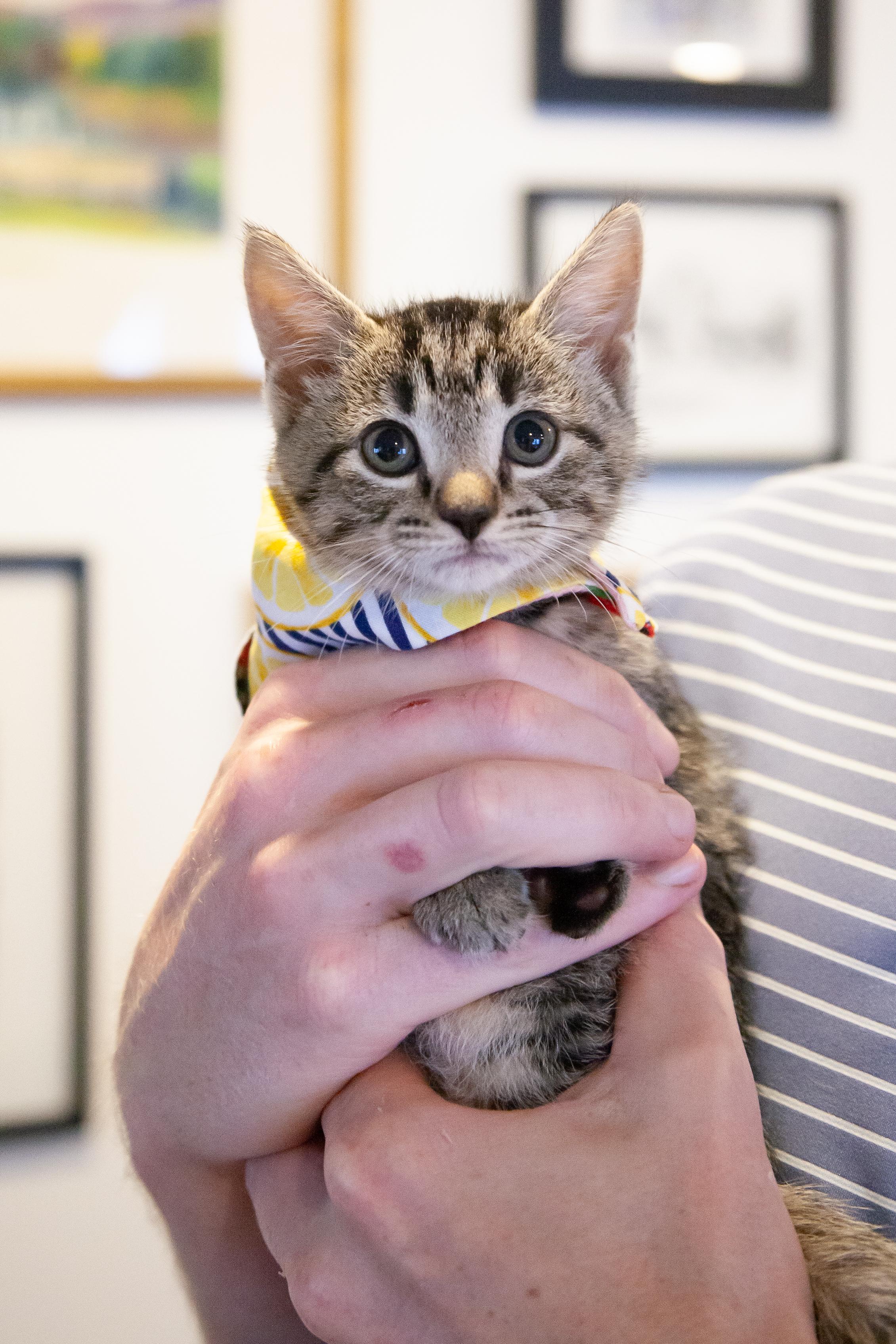 Patricia, a Adoptable Domestic Short Hair in Nashville, TN image 3/3