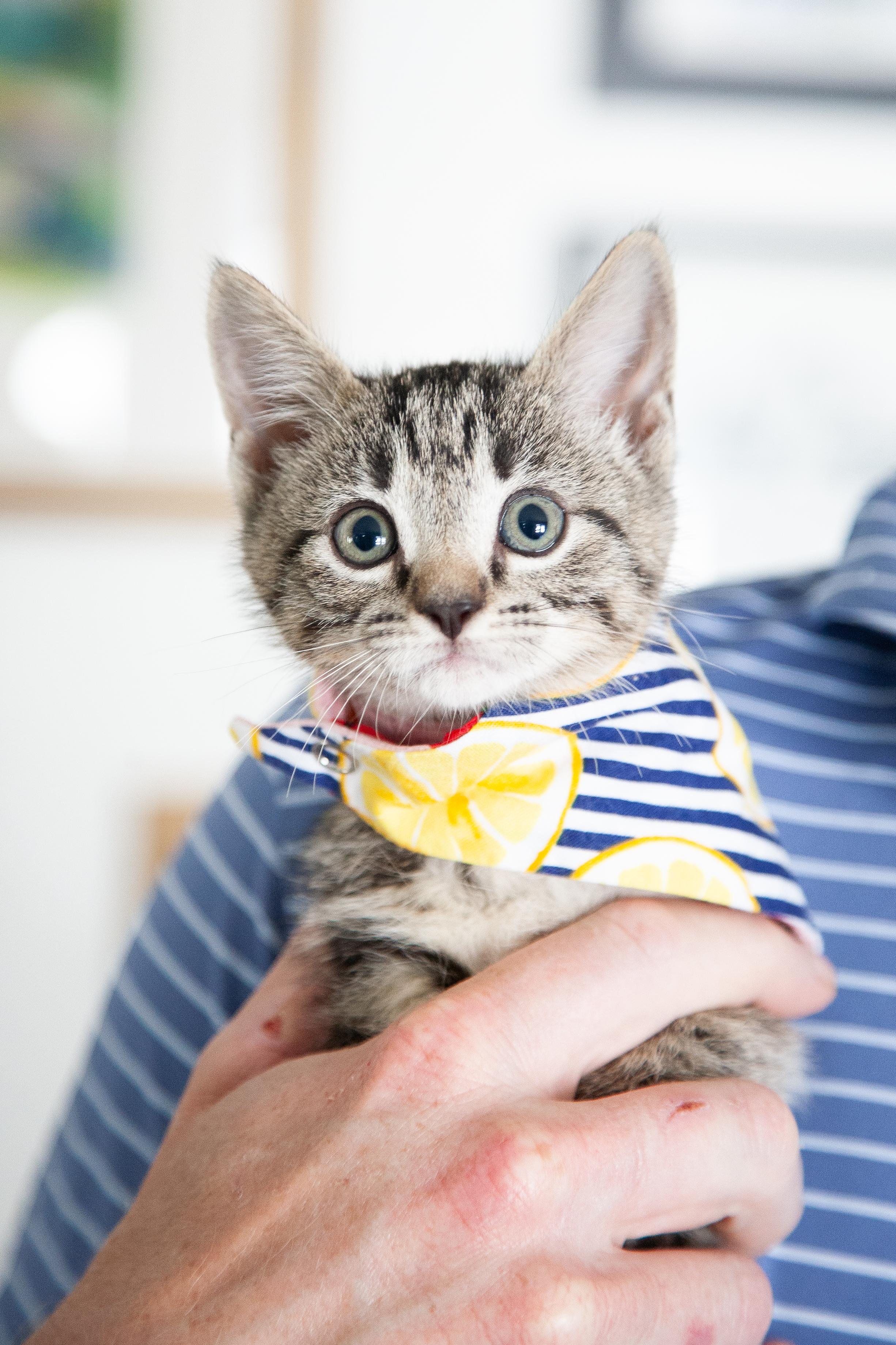 Patricia, Adoptable, Young Female Domestic Short Hair.