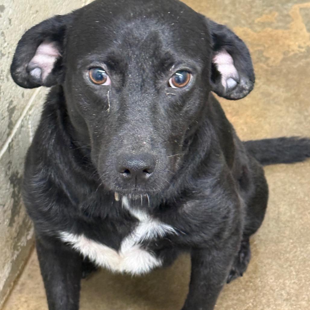 chipper, Adoptable, Adult Male Mixed Breed.
