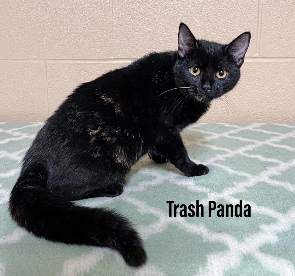 Enlarge Trash Panda, a Adoptable mixed breed in Clearfield, KY image 1/1
