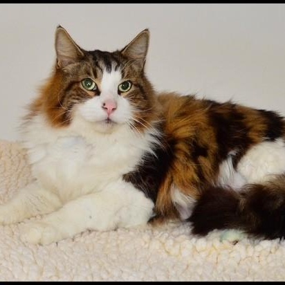 Pixel, ADOPTABLE, Adult Female Tabby.