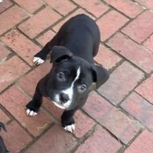 Enlarge Taffy, a Adoptable Mixed Breed in Birmingham, AL image 1/1