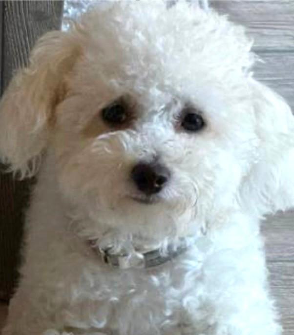 Enlarge Luna Bijon, a Adopted mixed breed in Santa Rosa, CA image 2/6