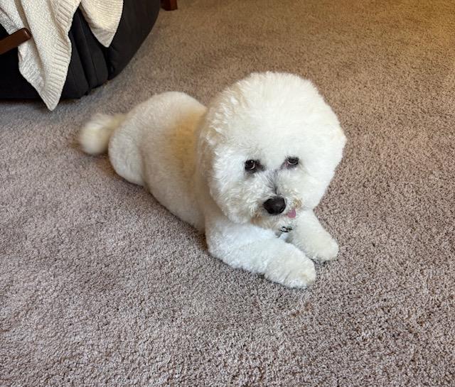 Enlarge Luna Bijon, a Adopted mixed breed in Santa Rosa, CA image 1/6