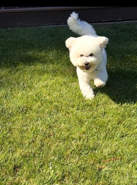 Enlarge Luna Bijon, a Adopted mixed breed in Santa Rosa, CA image 3/6