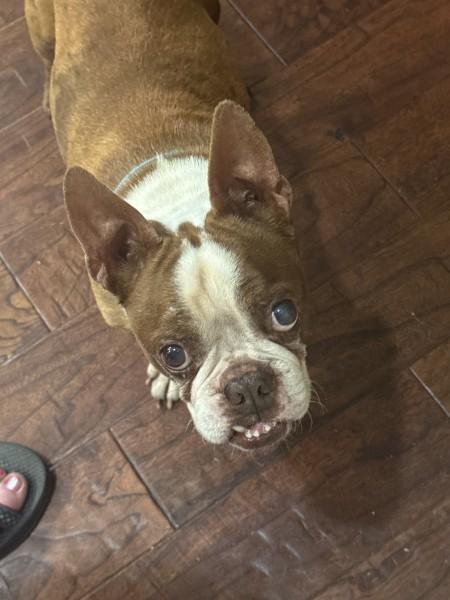 Gator Adams - 4535 Knoxville, TN, Adoptable, Senior Male Boston Terrier.
