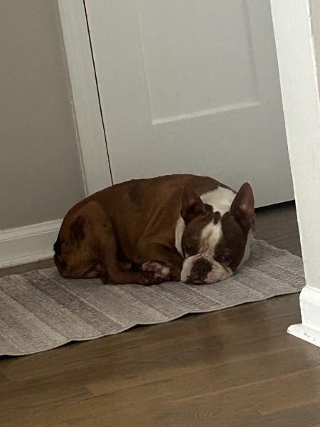 Enlarge Gator Adams - 4535 Knoxville, TN, a Adoptable Boston Terrier in Maryville, TN image 2/6