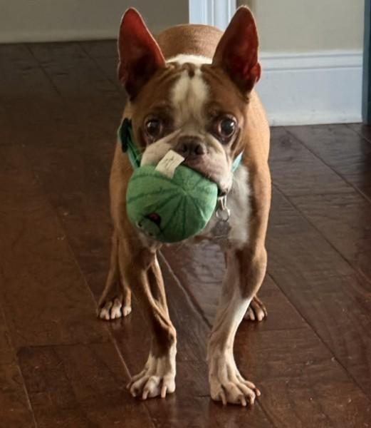 Enlarge Gator Adams - 4535 Knoxville, TN, a Adoptable Boston Terrier in Maryville, TN image 3/6