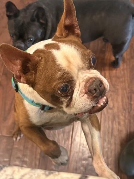 Enlarge Gator Adams - 4535 Knoxville, TN, a Adoptable Boston Terrier in Maryville, TN image 4/6