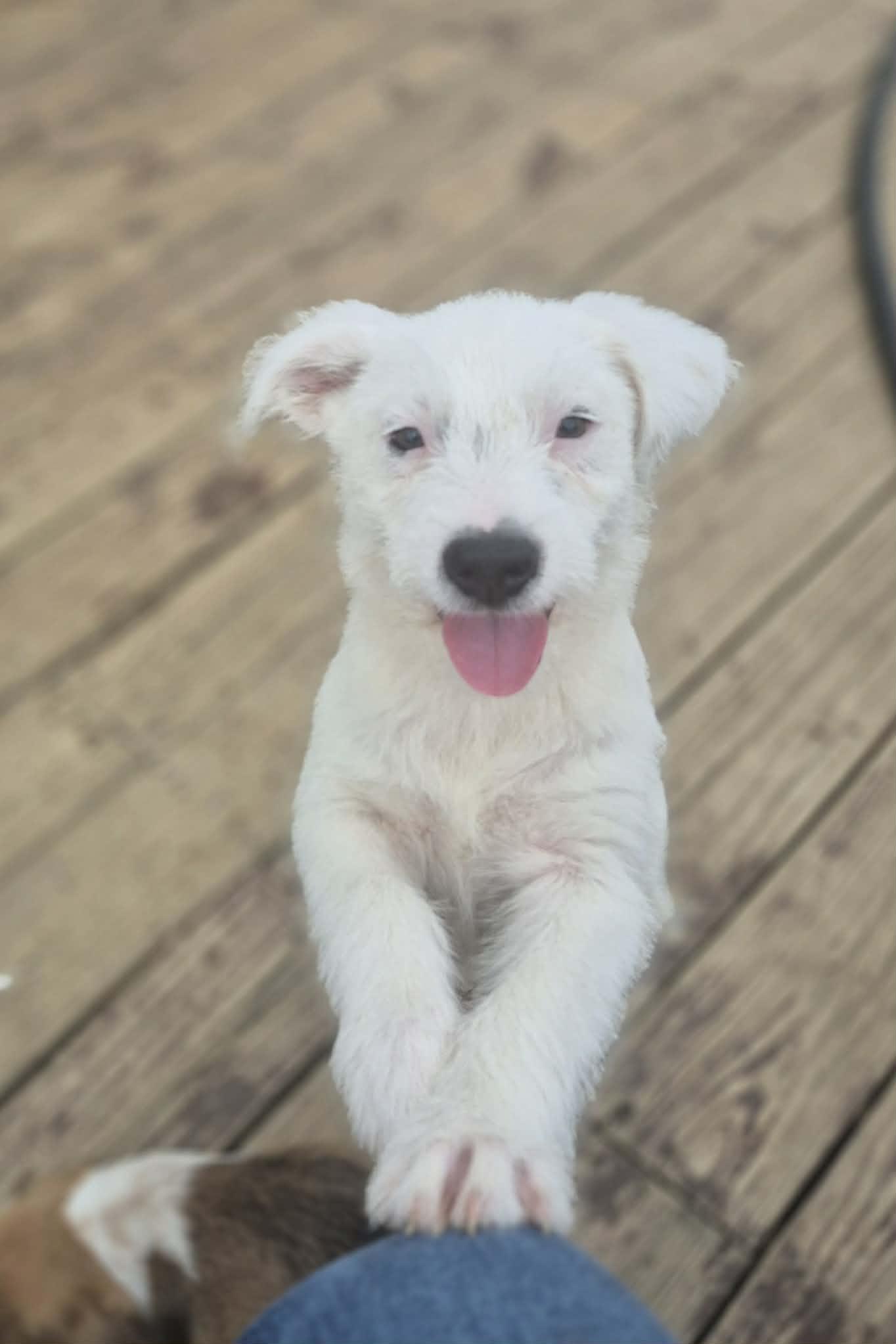 Enlarge Icee, a Adoptable mixed breed in Providence, RI image 5/6