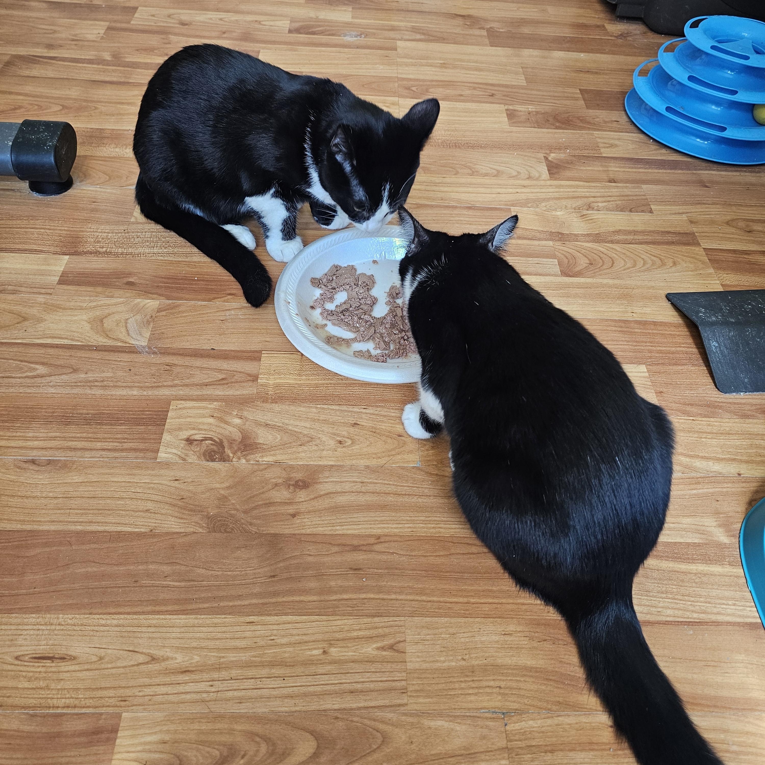 Clyde, a Adoptable Domestic Short Hair in Lumberton, NC image 5/6