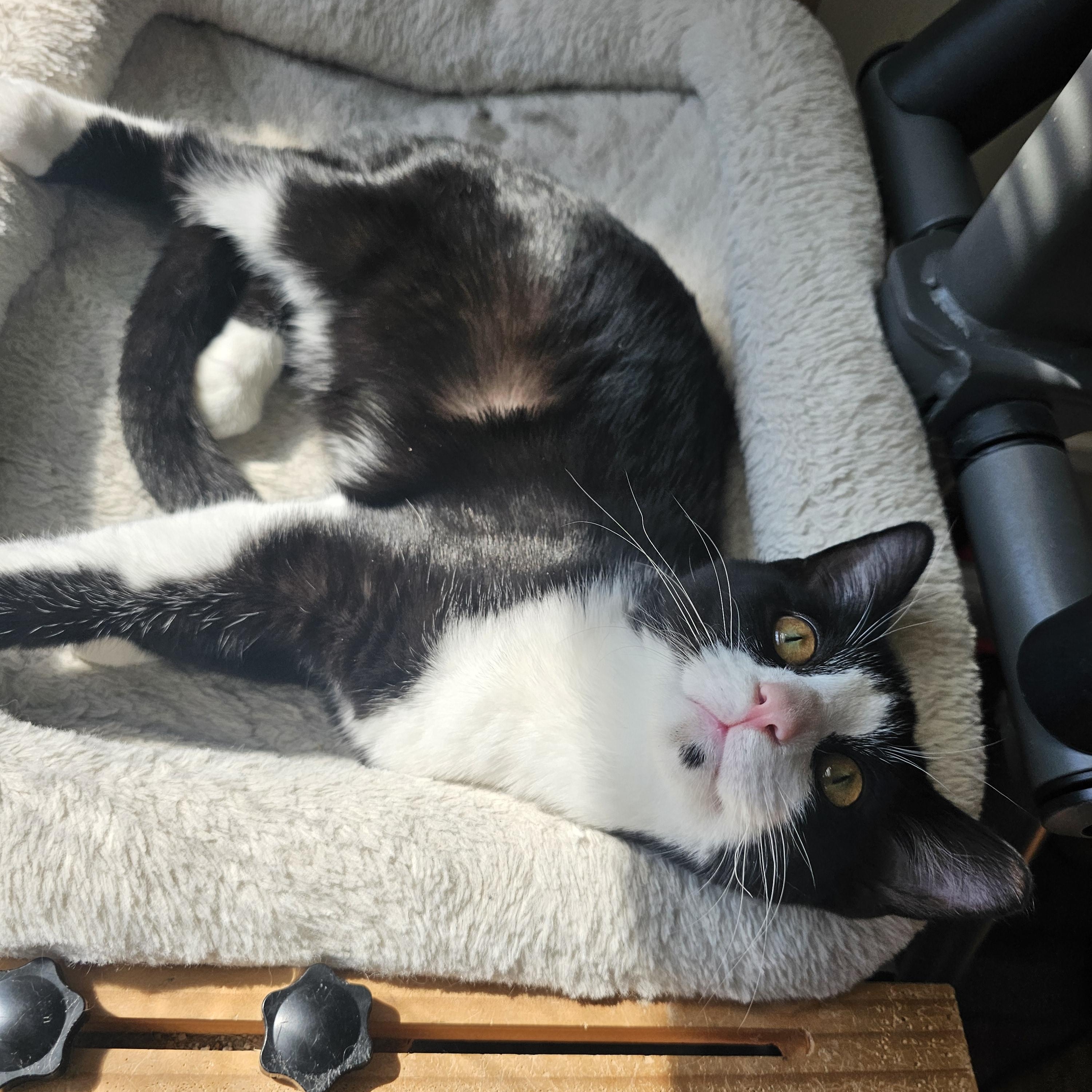 Clyde, a Adoptable Domestic Short Hair in Lumberton, NC image 3/6