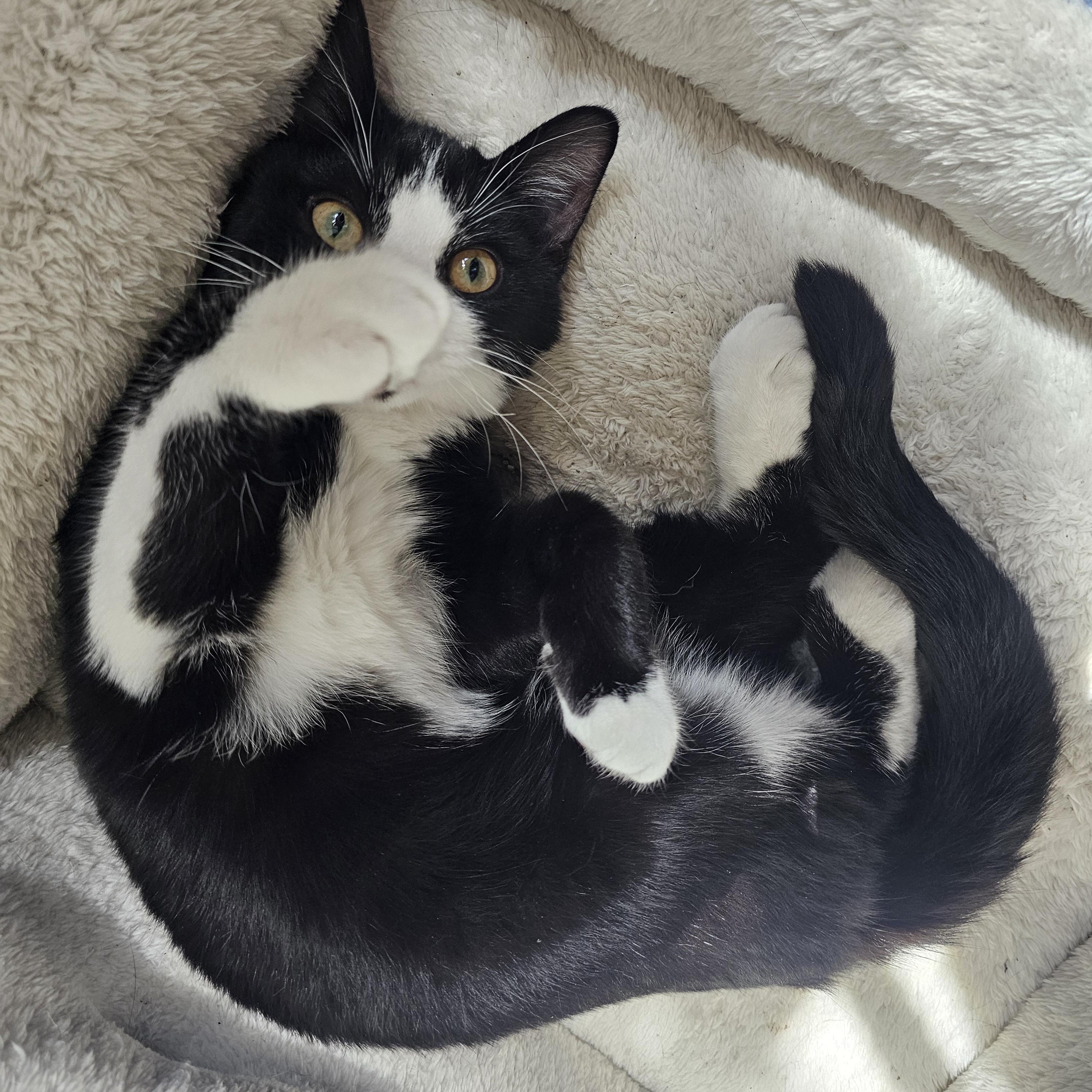 Clyde, a Adoptable Domestic Short Hair in Lumberton, NC image 1/6