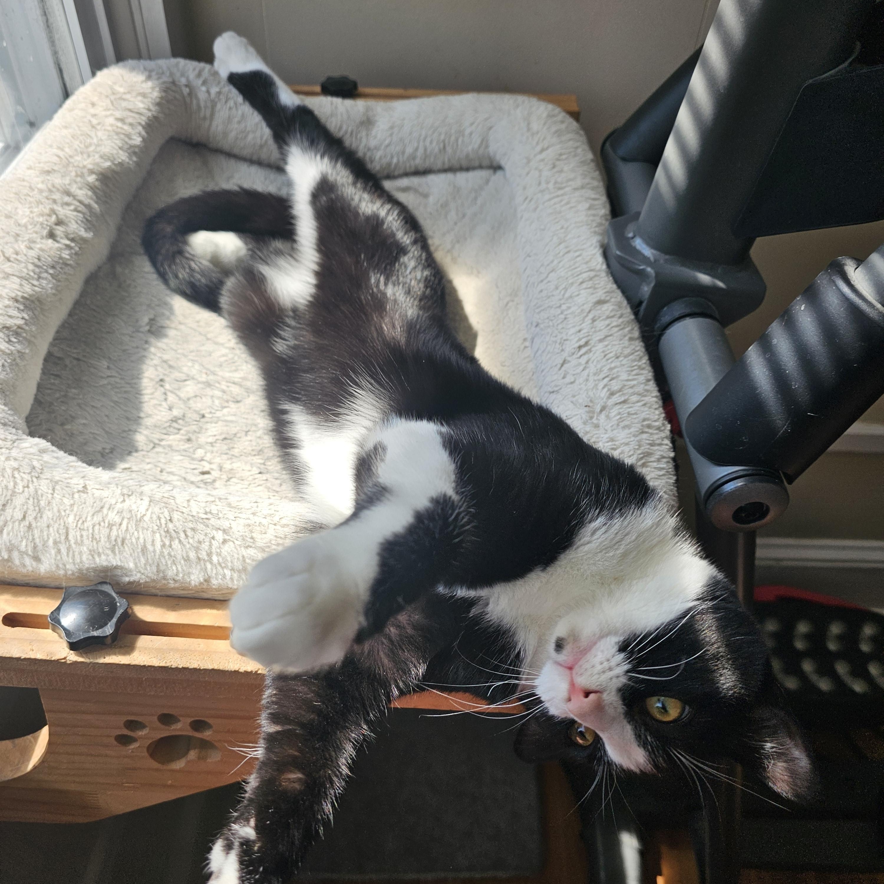 Clyde, a Adoptable Domestic Short Hair in Lumberton, NC image 4/6